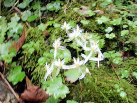 2012.9.22　峰谷川茂窪谷（沢登り）