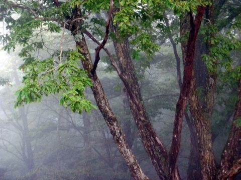 2012.9.22　峰谷川茂窪谷（沢登り）
