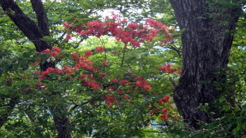 2019.5.26 源次郎沢(沢登り)