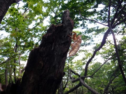 2019.6.16　笹子雁ヶ腹山（尾根歩き）