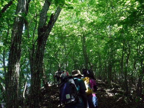 2019.6.16　笹子雁ヶ腹山（尾根歩き）