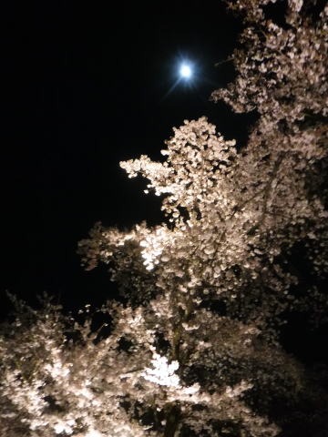 2023.4.1　ナットウ箱山（尾根歩き・イベント）