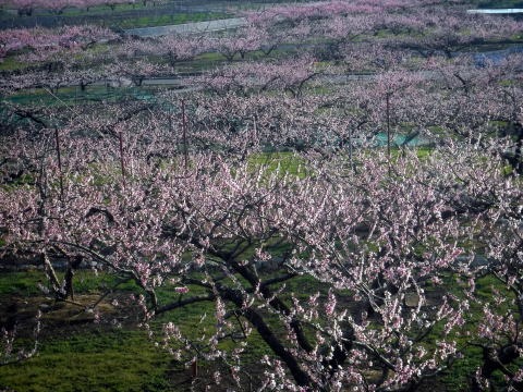 2023.4.1　ナットウ箱山（尾根歩き・イベント）