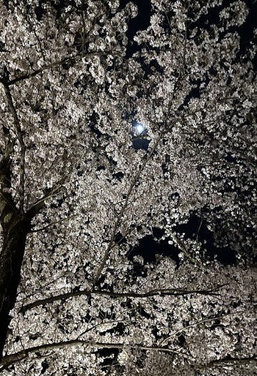 2023.4.1　ナットウ箱山（尾根歩き・イベント）