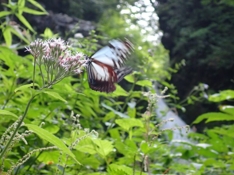2026.8.14-16 お盆の沢 清津川サゴイ沢(沢登り)